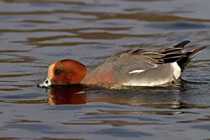 Penelope: Wigeon