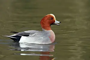 Penelope: Wigeon - Calling