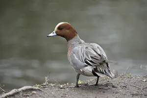 Penelope: Wigeon - Drake - Cornwall - UK