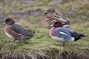 Wigeons: Wigeon - drake and duck resting on sea shore, in winter