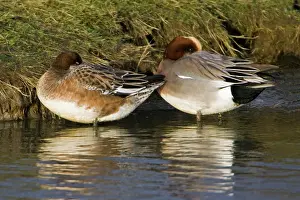 Wigeons: Wigeon - drake and duck resting at waters edge, in winter