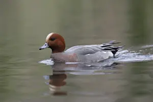 Penelope: Wigeon - Drake - Lancashire - UK
