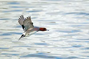Penelope: Wigeon - Drake taking off