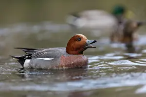 Drake: Wigeon - Drake - UK