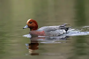 Drake: Wigeon - Drake - UK