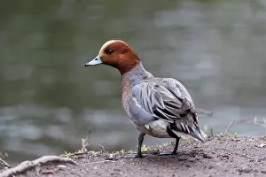 Drake: Wigeon - Drake - UK