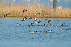 Wigeons: Wigeon Duck - in flight