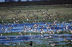 Taking: WIGEON DUCK - flock in flight