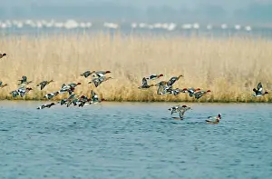 Wigeons: Wigeon DUCK - flock in flight over water