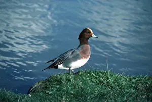 Gillean White: WIGEON DUCK - stands near water