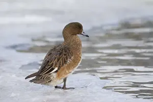 100118: Wigeon - female - Iceland