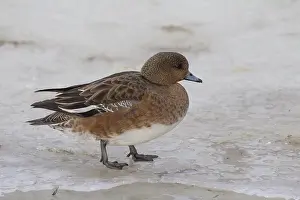100118: Wigeon - female - Iceland