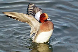 Penelope: Wigeon - Flapping wings after washing