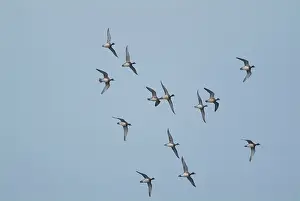 Wigeons: Wigeon - in flight