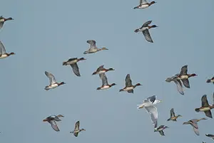 Shovelers: Wigeon - in flight. Flock includes Shoveler duck and Gull