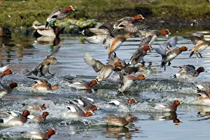 Penelope: Wigeon - Flock entering water
