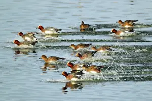 Penelope: Wigeon - Flock entering water