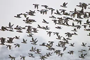 Wigeons: Wigeon - flock in flight