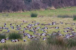 Wigeons: Wigeon - a large flock of birds grazing on short grass