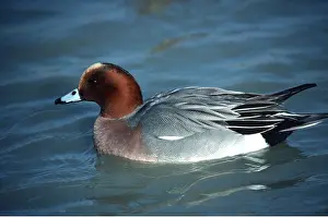 Martin Beames: WIGEON - male on water