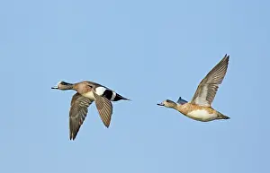 Wigeon: Wigeon Pair Flying