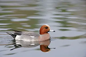 Anas: Wigeon - with reflection
