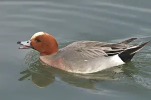 Wigeons: Wigeon, in water