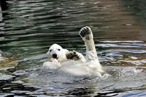 Pictures: Wilbaer, young Polar Bear (Ursus maritimus) swimming