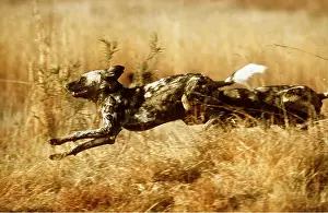 Speed: WILD AFRICAN HUNTING DOG - also known as Painted Hunting Dog