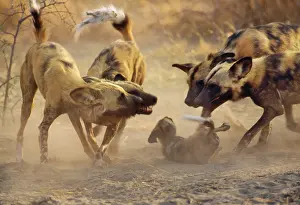 Greet: Wild African Hunting Dogs - greet pups