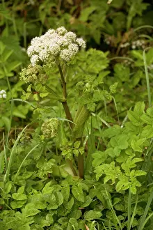 Angelica: Wild angelica