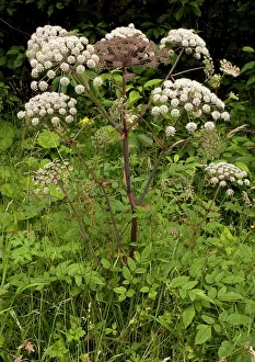 Clump: Wild angelica. Good insect plant