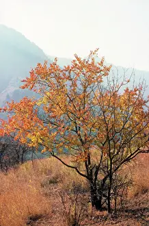 Apricots: Wild Apricot Tree