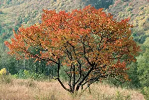 Apricots: Wild Apricot Tree - in autmn colours