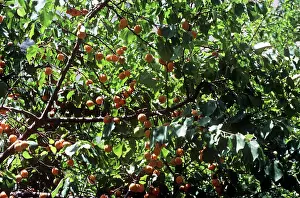 Apricots: Wild Apricots - on tree