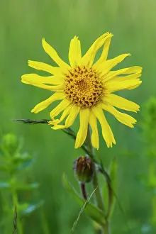 Arnica: Wild Arnica - medicinal plant