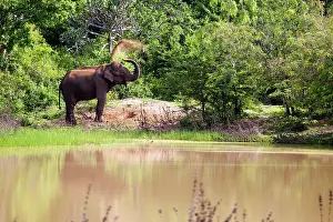 Throwing: Wild Asian Elephant (Elephas maximus) throwing sand