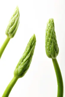 Asparagus: Wild Asparagus - tips, close-up