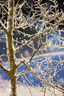 Aspens: Wild Aspen - covered with hoar frost, midwinter