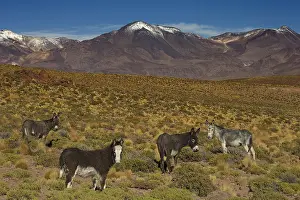 Atacama: Wild Ass Atacama Chile