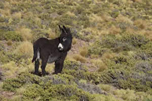 Atacama: Wild Ass Atacama Chile