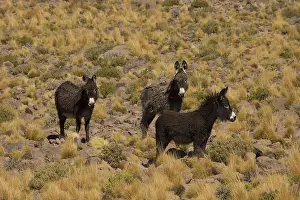Atacama: Wild Ass Atacama Chile