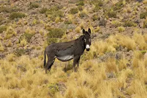 Atacama: Wild Ass Atacama Chile