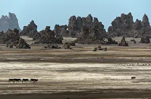 Roaming: Wild Asses roaming across the desert
