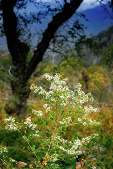 Parkway: Wild asters, Blue Ridge Parkway, Smoky Mountains, USA