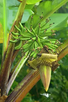 Bananas: Wild Banana - flowering stalk with immature green