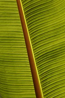 Musa: Wild banana leaf, Musa, spp. Saiwa swamp national