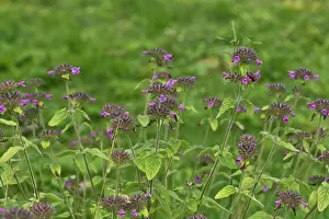 Basil: Wild Basil (Clinopodium vulgare). Allindelille Fredskov