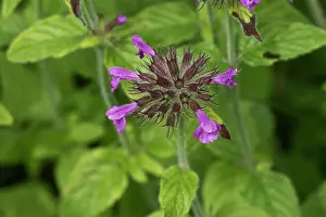 Basil: Wild Basil (Clinopodium vulgare). Allindelille Fredskov