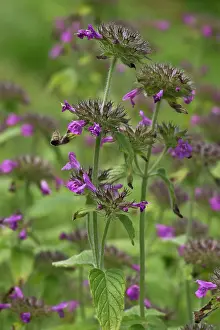 Basil: Wild Basil (Clinopodium vulgare). Allindelille Fredskov